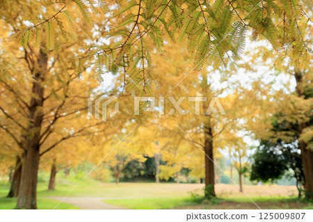 秋天的公園，黃葉，水杉葉 125009807