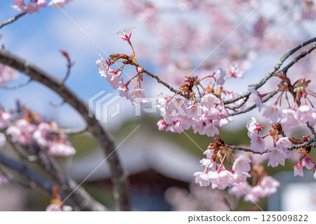 【第8寺】熊谷寺的櫻花【四國88寺】 125009822