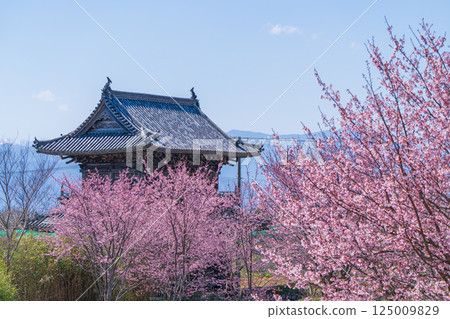[第8號寺廟]熊谷寺、山門和櫻花[四國88所] 125009829