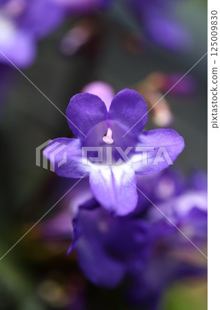 Streptocarpus porphyrostachys flower Streptocarpus porphyrostachys flower 125009830