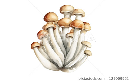 姬菇水彩插畫素材（JPEG/PNG） 125009961