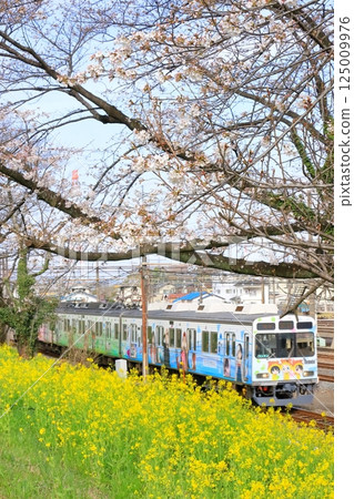 秩父鐵道“行駛在油菜花海和新開的櫻花堤岸間的裹屍布列車” 秩父鐵道“行駛在油菜花海和新開的櫻花堤岸間的裹屍布列車” 125009976
