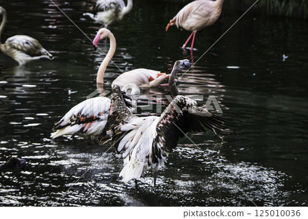 給小火烈鳥洗澡 給小火烈鳥洗澡 125010036