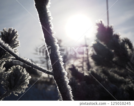 Beautifully sparkling frost-covered trees 125010245