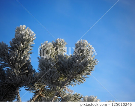 Beautifully sparkling frost-covered trees Beautifully sparkling frost-covered trees 125010246
