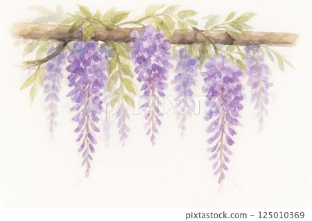 藤澤，紫藤花 125010369