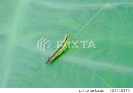 Grasshopper or bug on the leaf, Colocasia esculenta or Coco Yam or Dasheen or Eddoe or Elephant Ear Plant or Taro leaf Grasshopper or bug on the leaf, Colocasia esculenta or Coco Yam or Dasheen or Eddoe or Elephant Ear Plant or Taro leaf 125010373