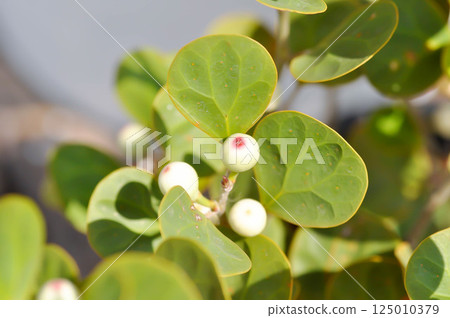 Ficus deltoidea Jack ,  Mistletoe Fig or Mistletoe Rubber Plant or MORACEAE 125010379