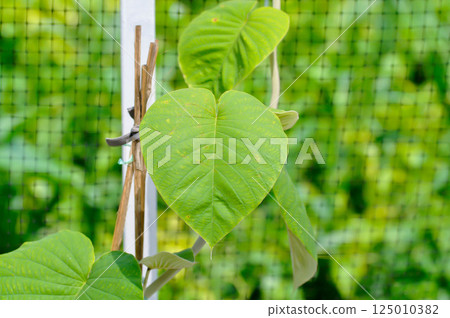 Baby Wood Rose, Baby Hawaiian Woodrose or Elephant Climber or Elephant Vine or Elephant Creeper Baby Wood Rose, Baby Hawaiian Woodrose or Elephant Climber or Elephant Vine or Elephant Creeper 125010382