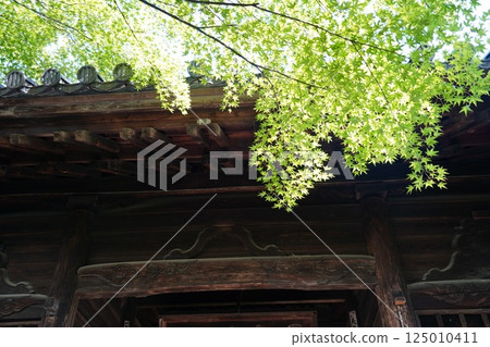 新鮮的綠色的神社 125010411