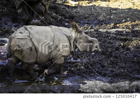 Indian rhinoceros baby 125010417