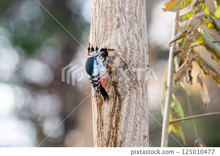 A great spotted woodpecker perched on a tree trunk searching for food 125010477