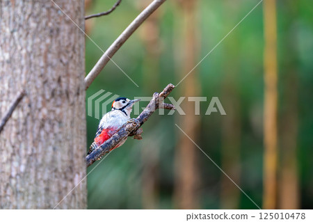 A great spotted woodpecker perched on a tree branch searching for food 125010478