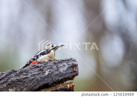 A great spotted woodpecker perched on a tree trunk searching for food 125010489