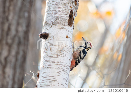 A great spotted woodpecker perched on a tree trunk searching for food 125010646