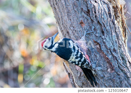 A great spotted woodpecker perched on a tree trunk searching for food A great spotted woodpecker perched on a tree trunk searching for food 125010647