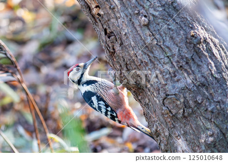 A great spotted woodpecker perched on a tree trunk searching for food 125010648