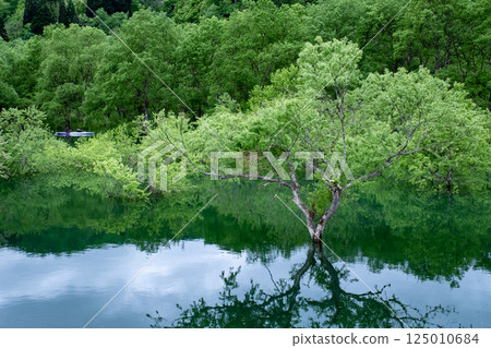 Submerged forest of Shirakawa lake 125010684