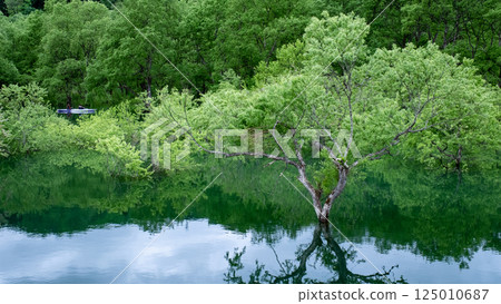 白川湖被淹沒的森林 125010687