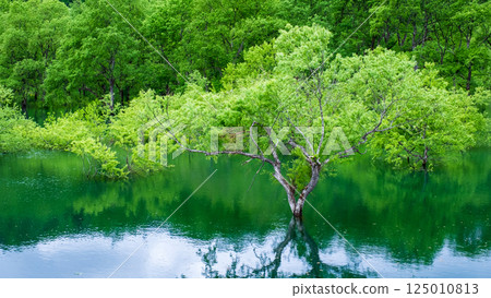 白川湖被淹沒的森林 125010813