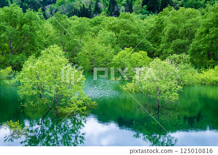 Submerged forest of Shirakawa lake 125010816
