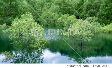 Submerged forest of Shirakawa lake Submerged forest of Shirakawa lake 125010818