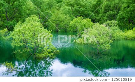 Submerged forest of Shirakawa lake 125010819