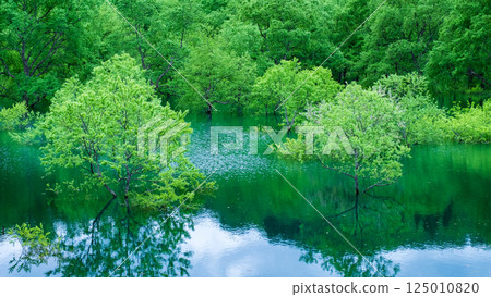Submerged forest of Shirakawa lake 125010820