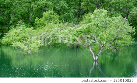 白川湖被淹沒的森林 125010825