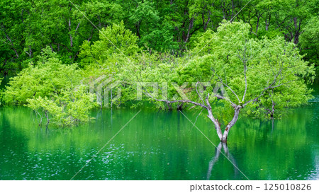 白川湖被淹沒的森林 125010826