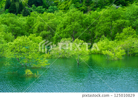 白川湖被淹沒的森林 125010829