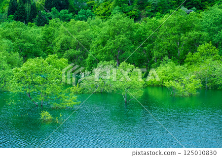 白川湖被淹沒的森林 125010830