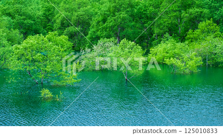 白川湖被淹沒的森林 125010833