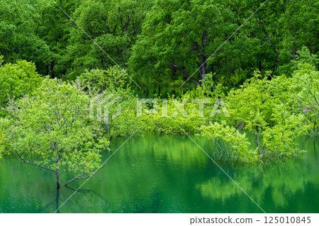 Submerged forest of Shirakawa lake Submerged forest of Shirakawa lake 125010845