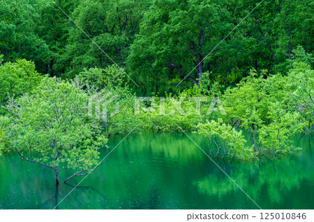 Submerged forest of Shirakawa lake Submerged forest of Shirakawa lake 125010846
