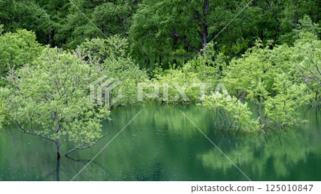 白川湖被淹沒的森林 125010847