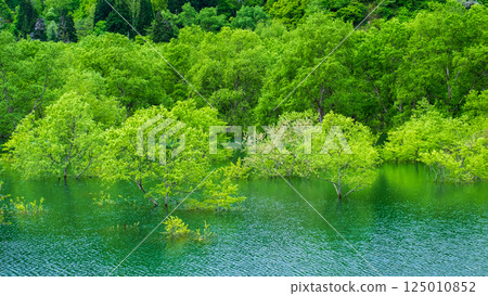 Submerged forest of Shirakawa lake Submerged forest of Shirakawa lake 125010852