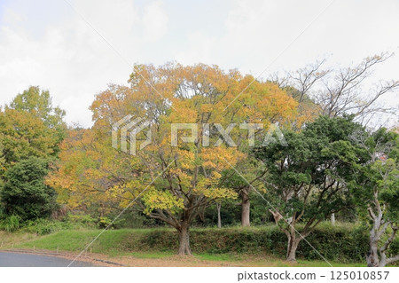 Autumn park, yellow leaves, Chinese hackberry tree Autumn park, yellow leaves, Chinese hackberry tree 125010857