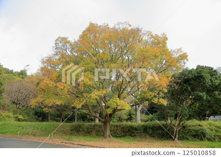 Autumn park, yellow leaves, Chinese hackberry tree Autumn park, yellow leaves, Chinese hackberry tree 125010858