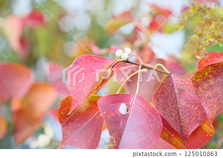 Fruit of the Nankinhase Fruit of the Nankinhase 125010863