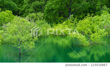 白川湖被淹沒的森林 125010867