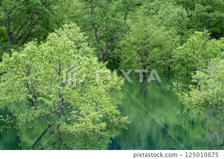Submerged forest of Shirakawa lake Submerged forest of Shirakawa lake 125010875
