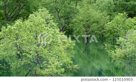 Submerged forest of Shirakawa lake Submerged forest of Shirakawa lake 125010903