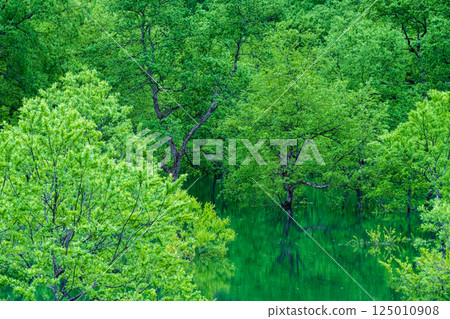 白川湖被淹沒的森林 白川湖被淹沒的森林 125010908