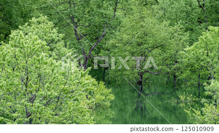 白川湖被淹沒的森林 白川湖被淹沒的森林 125010909