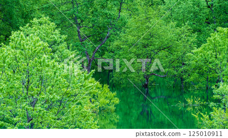 白川湖被淹沒的森林 125010911