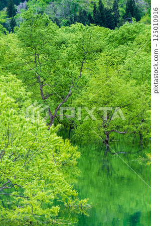 Submerged forest of Shirakawa lake Submerged forest of Shirakawa lake 125010916
