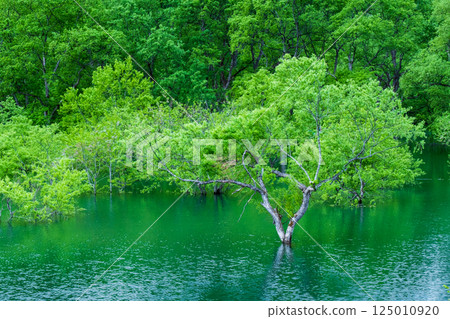 白川湖被淹沒的森林 125010920