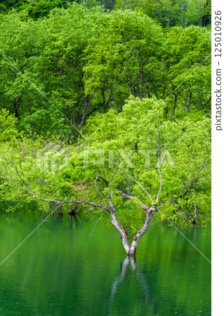 Submerged forest of Shirakawa lake Submerged forest of Shirakawa lake 125010926