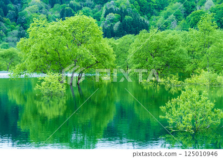 白川湖被淹沒的森林 125010946